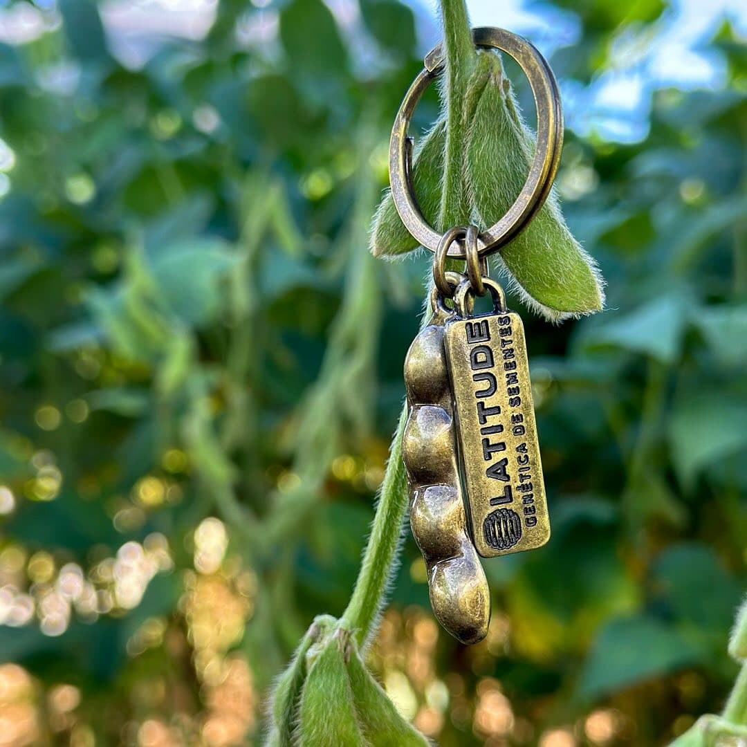 Soybean pods with the Latitude identification tag